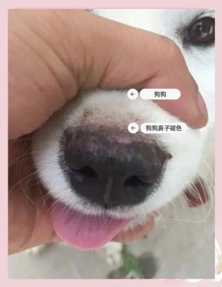 狗狗鼻子烂是什么原因？狗狗鼻子烂是什么原因造成的（最新）