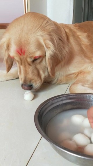 狗狗能吃汤圆吗，狗狗可以吃汤圆？