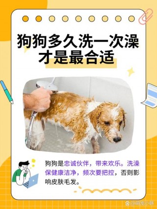 多长时间给狗狗洗一次澡，多长时间给狗狗洗一次澡为宜？