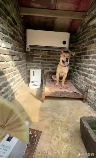 狗狗多少度会觉得冷？狗一般多少度会冷（最新）