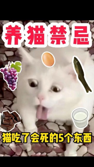 猫猫不能吃什么，（猫猫不能吃什么?）