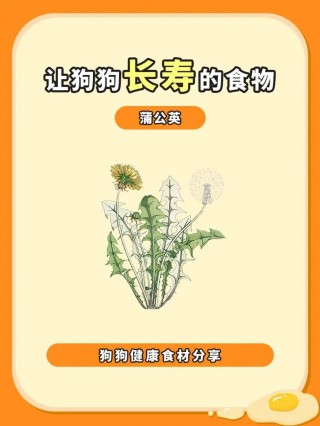 狗狗能喝蒲公英水吗？狗吃蒲公英能治什么病（最新）