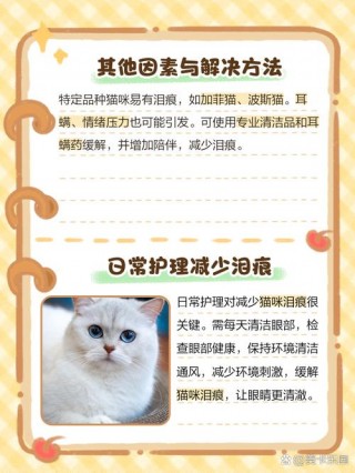 猫咪一直流眼泪有眼屎？猫咪一直流眼泪和眼屎（最新）