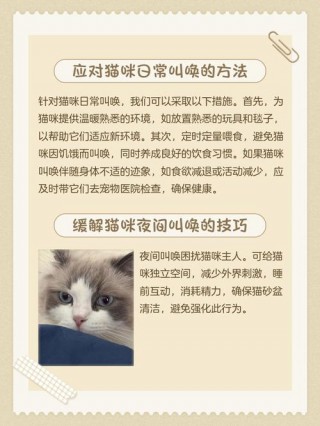 猫咪一直叫是什么原因，猫咪一直叫是什么原因可以不理他吗？