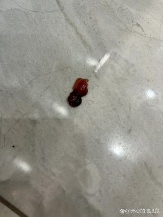 小狗狗拉血怎么回事？小狗拉血是什么病怎么治（最新）