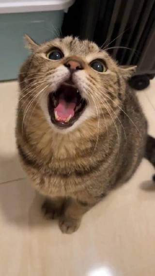 猫咪嗷呜叫什么意思，（猫咪叫嗷呜是什么意思）