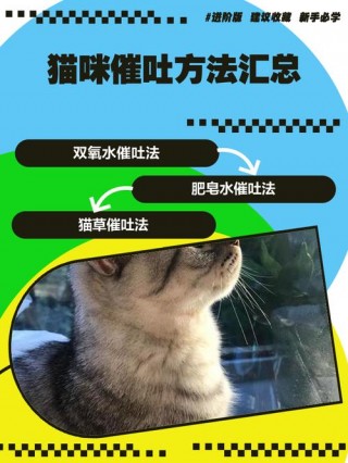 怎么让猫咪催吐，有什么办法可以让猫催吐？