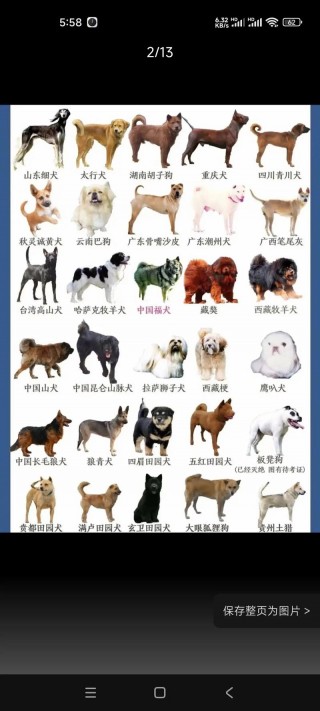 中国的狗狗有哪些品种，中国的狗一般是什么品种？