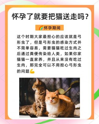 孕妇能接触猫咪吗，孕妇可不可以接触猫？