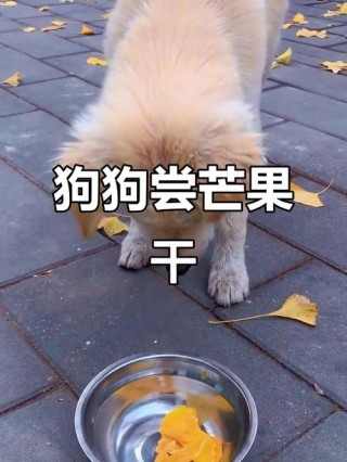 狗狗可不可以吃芒果？狗狗可不可以吃芒果干（最新）
