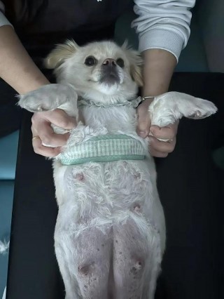 狗狗刨腹产多少钱，（狗狗剖腹产手术多少钱）