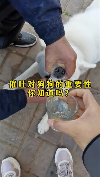 关于狗狗吃癞蛤蟆会中毒吗的信息