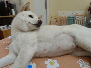 狗狗怀孕55天症状，狗狗怀孕58天状态？