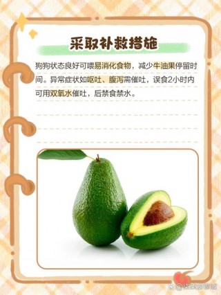 狗狗吃了牛油果怎么办？狗狗吃了一口牛油果要紧吗（最新）