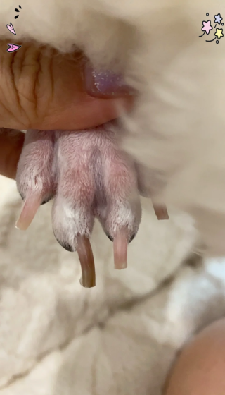 狗狗断血线多久能恢复，狗狗断血线多久能恢复食欲？