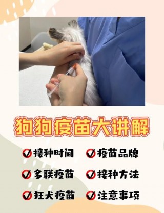 每年给狗狗打什么针？狗狗每年要打的针（最新）