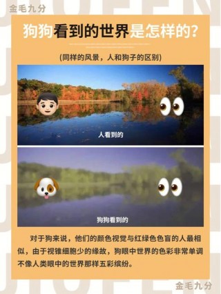 狗狗的世界是什么颜色？狗狗的世界是什么颜色的（最新）