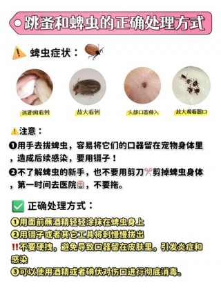 狗狗防跳蚤什么最有效，狗狗怎么预防跳蚤往身上跳？