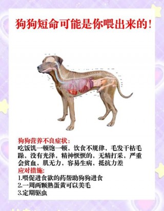 不让狗狗怀孕吃什么药，（不让狗怀孕吃什么药有效?）