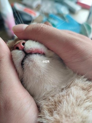 猫咪下嘴唇肉芽肿用什么药，猫咪下嘴唇肉芽肿用什么药治疗？
