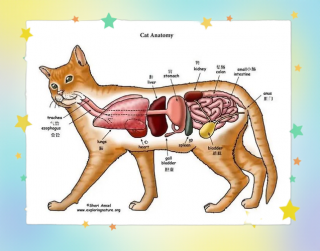 猫咪的胃在哪里，（猫咪胃部在哪里）