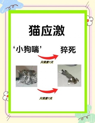 猫咪撒娇的表现，猫咪撒娇的表现图片？