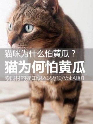 为什么猫咪害怕黄瓜，猫为什么害怕黄瓜原因？
