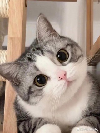 猫咪撒娇的表现，（猫咪撒娇的时候主人应该干什么）