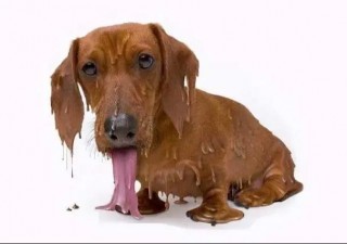 天热狗狗会有哪些症状，夏天天气热狗狗怎么办？