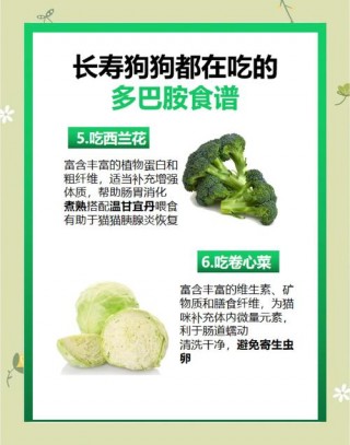 狗狗吃什么食物好，（狗狗吃什么好对身体好）
