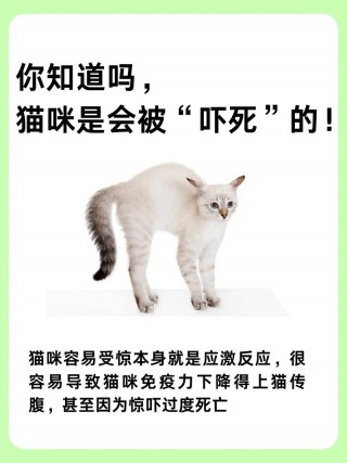猫咪怕什么东西？猫咪比较怕什么（最新）