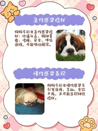 狗狗弓形虫症状，（狗狗弓形虫的初期症状）