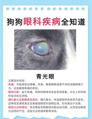 狗狗肝脏不好怎么调理？狗狗肝脏功能受损如何和治疗（最新）