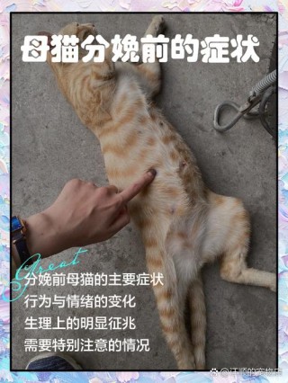 猫咪生产前一周的征兆，（猫猫生产前5小时征兆）