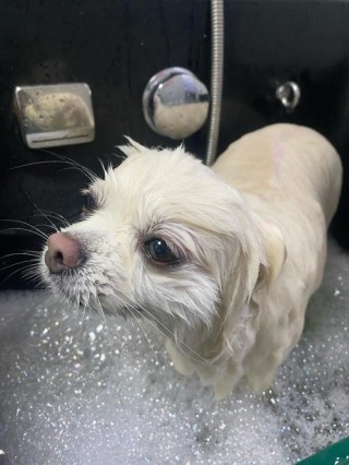 狗狗拉肚子可以洗澡吗，（狗拉肚子的时候可以洗澡吗）