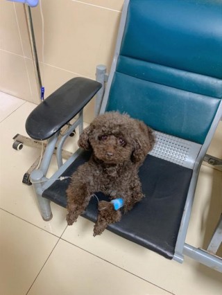 泰迪狗狗胰腺炎的症状，（泰迪狗狗胰腺炎的症状是什么）