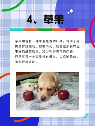 狗狗能吃烫的东西吗？狗狗能吃烫的东西吗会死吗（最新）