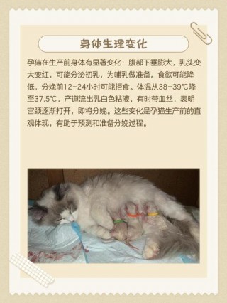 猫咪快生了有啥反应？猫咪快生了有啥反应猫咪快生的反应特点（最新）