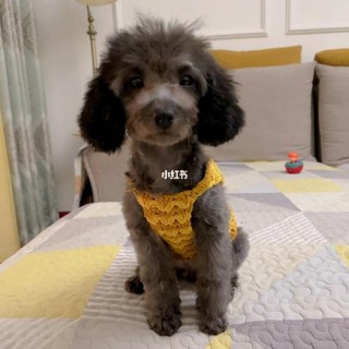 狗狗的胎毛一定要剃吗，（狗狗的胎毛是自然脱落还是剃掉好）