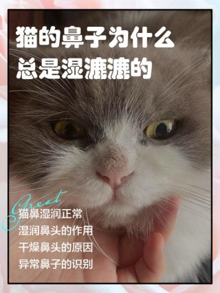 猫咪鼻子湿是怎么回事，猫咪鼻子总是湿的？