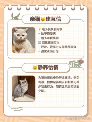 猫咪咬人怎么办，（猫咪咬人怎么办需）