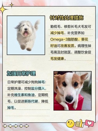 狗狗斑秃掉毛怎么治疗，狗狗斑秃掉毛用什么药？