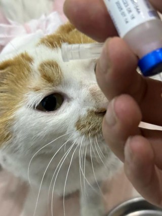 猫咪多大开始打疫苗，猫咪多大开始打疫苗比较好？