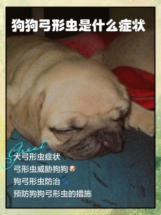 每个狗狗都有弓形虫吗？所有狗狗身上都有弓形虫吗（最新）