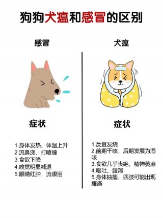 狗狗感冒和犬瘟的区别？狗狗感冒和犬瘟的最大区别（最新）