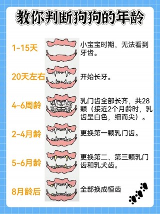 狗狗健康的表现，狗狗健康的表现图片？