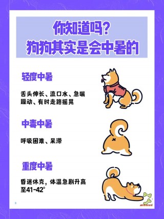 狗狗肚子热是怎么回事，狗狗肚子热是什么原因？