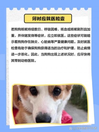 狗狗咳嗽能打疫苗吗？狗狗咳嗽能打疫苗吗?（最新）