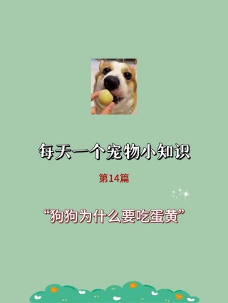 狗狗多大能吃蛋黄，（多大的狗可以开始吃蛋黄）