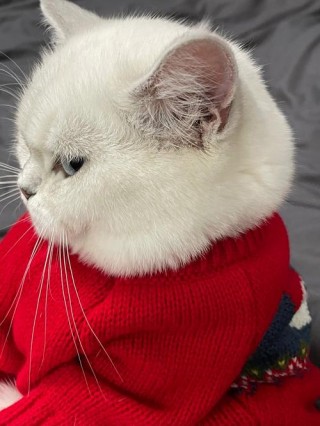 猫咪需要穿衣服吗，猫猫有必要穿衣服吗？